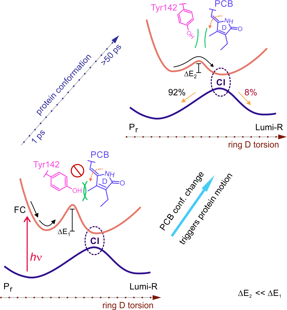 SingleGAFdynamics_2020